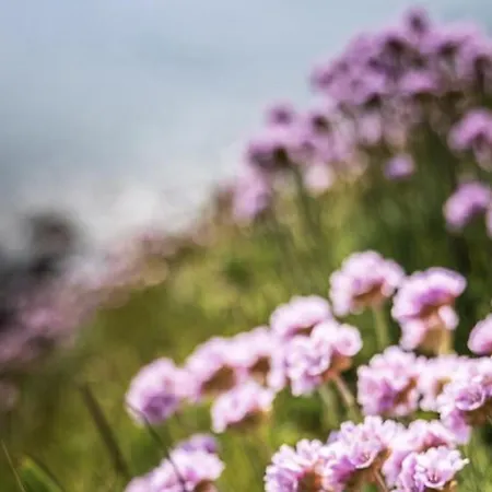 Studio, Escale Daire *